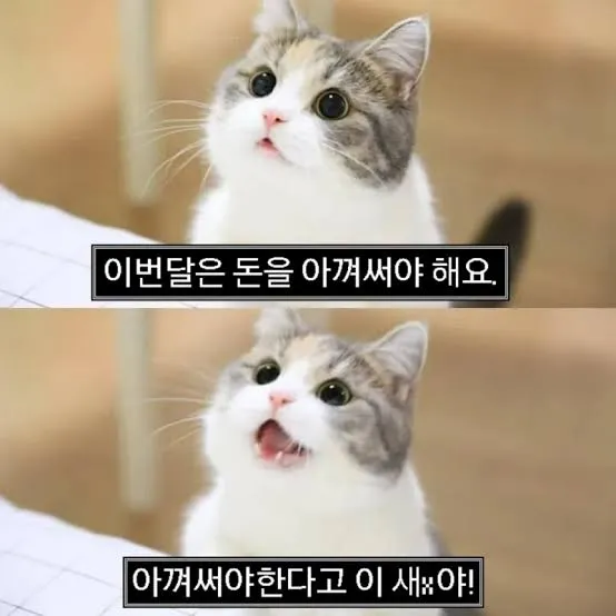 돈을 아껴야해요